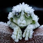 قورباغه ای که در زمستان یخ میزند